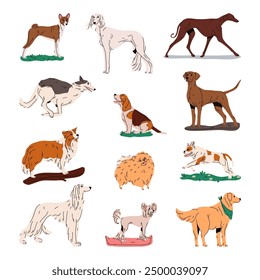 Conjunto de perro doméstico y de caza aislado. Vector raza de perro. Basset y afgano, sabueso gris y zorro, chino y borzoi, spitz finlandés y bulldog francés, golden retriever, papillon y saluki. Animal