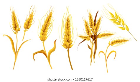 Set of isolated ear spica or wheat spikes, spikelet in watercolor. Realistic farm plant with seeds or grain, agriculture sheaf for flour. Cereal spike. Organic food, bread and harvest,field crop theme