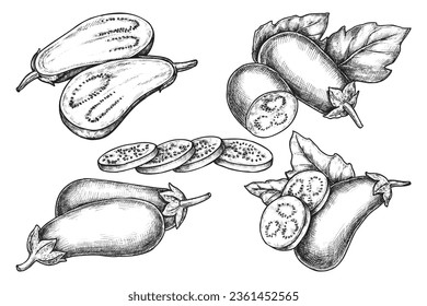 Set of isolated eggplant vector sketch. Hand drawn vintage clipart of aubergine fruit. Nightshade brinjal sign for grocery or agriculture. Vegan or vegetarian food. Botany and harvest, culinary