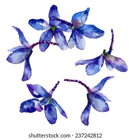 Set of isolated elements of  flowers delphiniums. Vector  illustration