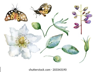 Set of isolated elements of  flowers, leaves and butterflies. Vector illustration