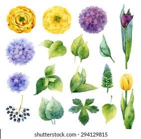 Set of isolated elements of flowers and leaves. Vector illustration
