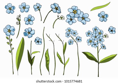 Set of isolated elements of the forget-me-not Flowers for design invitations, greeting cards, postcards. Vector illustration.