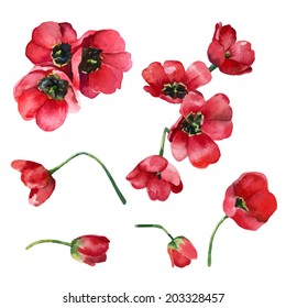 Set of isolated elements of red flowers tulips. Vector illustration