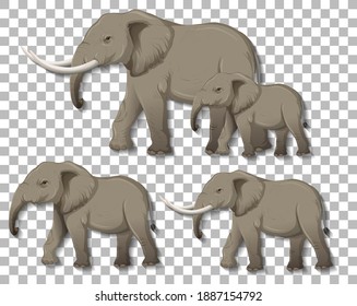 Set of isolated elephants on transparent background illustration