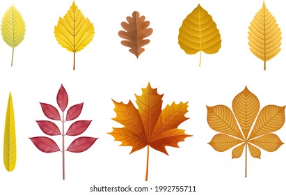conjunto de hojas de otoño aisladas. hojas de otoño