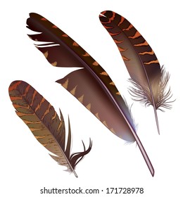set of isolated feathers on white background