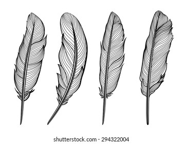 Set of isolated  feathers. Vector.