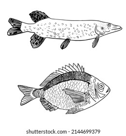 Set of isolated fishes on the white background. Pike.