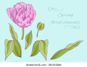 set of isolated floral elements of blossom and leaves of purple tulip 2