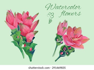 set of isolated floral elements of blossom of curcuma