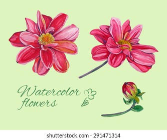 set of isolated floral elements of blossom of dahlia with leaves 2