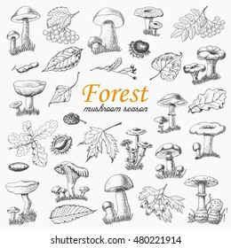 Set of isolated forest plants and mushrooms in sketch style. Vector illustration for your design