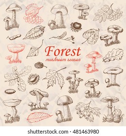 Set of isolated forest plants and mushrooms in sketch style
