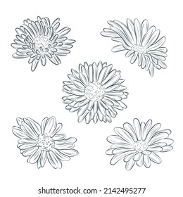Set of isolated gerbera in 26 styles. Cute hand drawn flower vector illustration in black outline and white plane on white background.