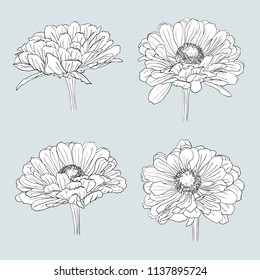 A set of isolated gerbera flowers drawn by hand in black and white. Vector outline illustration