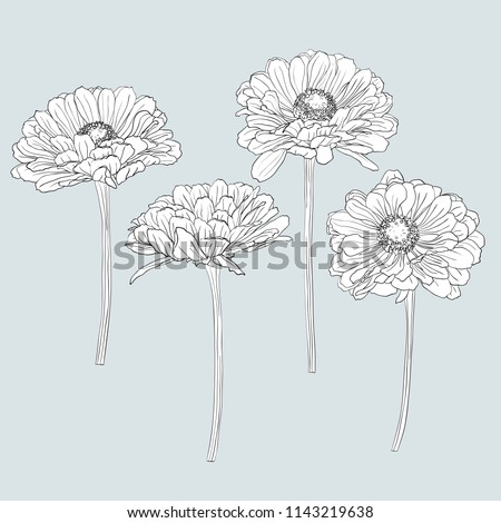 A set of isolated gerbera flowers drawn by hand in black and white. Vector natural monochrome outline illustration