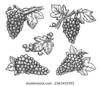 Conjunto de racimos aislados de uva y bayas. Esbozo vectorial del cúmulo de bayas de vid. Cartel dibujado a mano para viñedos o carta de vinos, comida de postre o jugo. Planta para el jardín. Comida orgánica y natural. Botánica