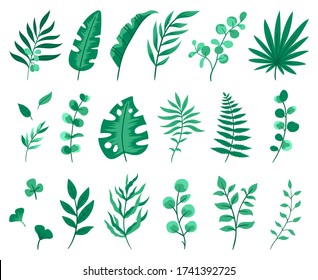 Set of isolated green eucalyptus, palm, fern, olive, and other leaves. Cute hand drawing natural elements. Vector illustrations on white background.