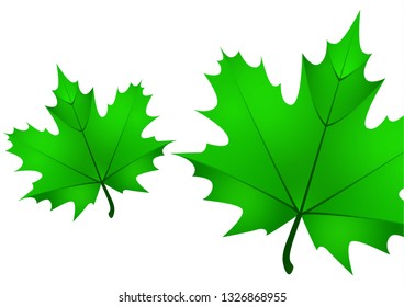 Set of isolated green maple leaves on a white background. Vector illustration