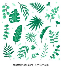 Set of isolated green natural elements. Eucalyptus, palm, fern, and olive leaves. Cute hand drawing leaves. Vector illustrations on white background.