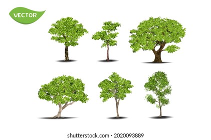 Set of isolated green tree on white background. collection tropical tree in vector illustrative. Concept for landscaped decoration of tree in garden and architectural design