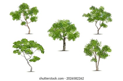 Set of isolated green tree on white background. collection tropical tree in vector illustrative. Concept for landscaped decoration of tree in garden and architectural design