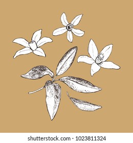 Set of isolated hand drawn flowers in sketch style. Vector illustration. 