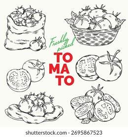 Set of isolated hand drawn freshly picked tomatoes outline drawing