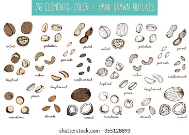 Set of isolated hand drawn nuts, seeds