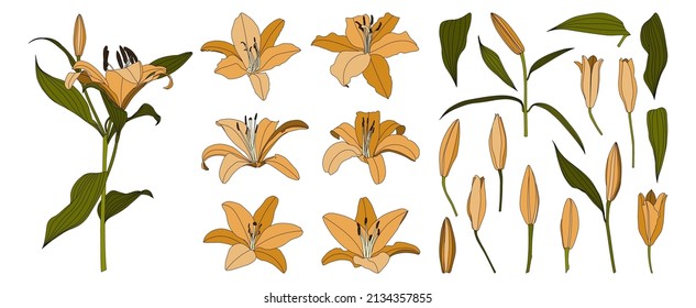 Set of isolated hand drawn orange lily flower vector