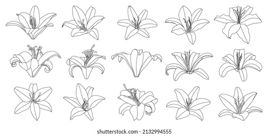 Set of isolated hand drawn outline lily flower vector