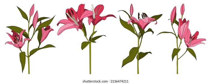 Set of isolated hand drawn pink lily flower vector