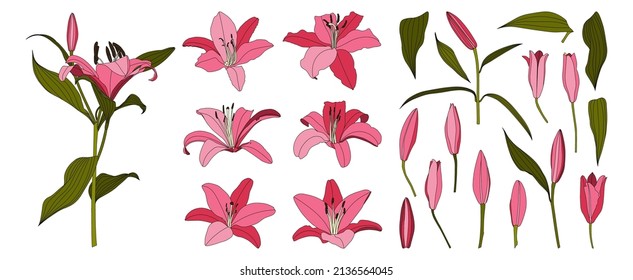 Set of isolated hand drawn pink lily flower vector