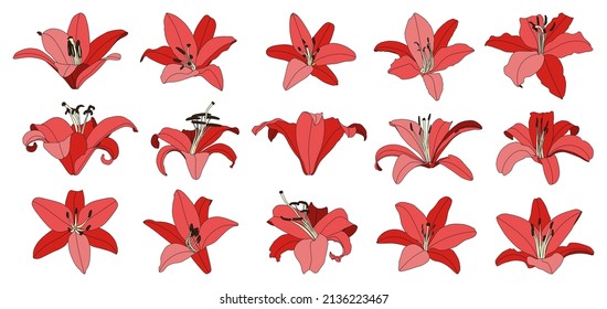 Set of isolated hand drawn red lily flower vector