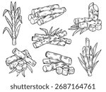 Set of isolated hand drawn sugar cane outline drawing illustration