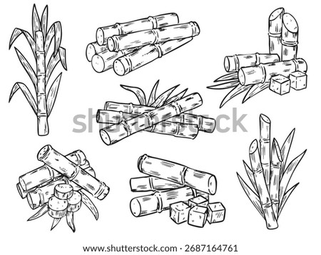 Set of isolated hand drawn sugar cane outline drawing illustration