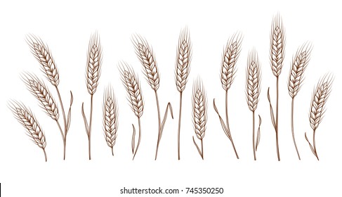 Set of isolated hand drawn wheat ears on white background. Vector illustration