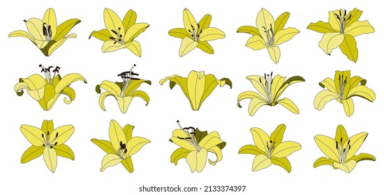 Set of isolated hand drawn yellow lily flower vector
