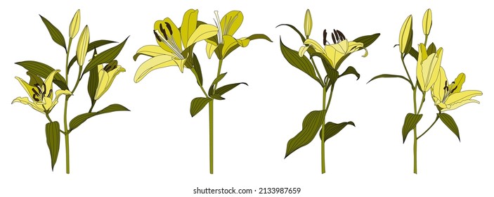 Set of isolated hand drawn yellow lily flower vector