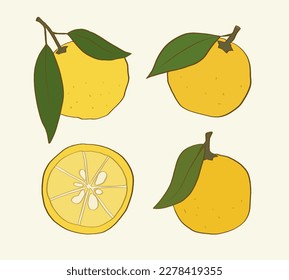 Set of isolated hand drawn yuzu fruit with leaves and a half slice. Yellow pomelo artwork.  Vector illustration on beige background.