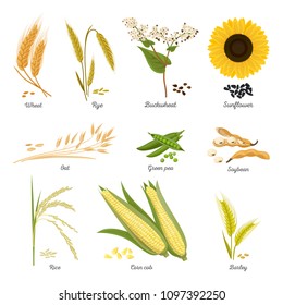 Set of isolated harvest stems or twigs of seed plant. Wheat and rye, buckwheat blossom and sunflower, oat and green pea, soybean and rice, corn cob and barley. Food and nutrition, cereal, agriculture