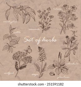 Set of isolated herbs on old background. Vector illustration for your design
