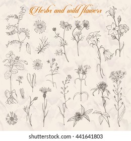 Set of isolated herbs and wild flowers. Vector illustration for your design