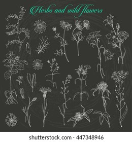 Set of isolated herbs and wild flowers on dark background. Vector illustration for your design