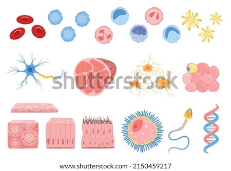 Set with isolated human cells flat icons of stem bone cells muscular fiber and blood cells vector illustration