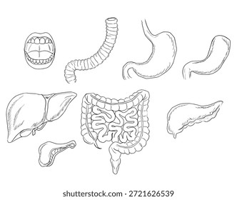 Set of Isolated Human Digestive System Organs with Labels - Anatomy Education Clipart