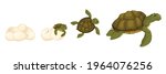 Set of isolated icons with characters of mature turtle with little one hatching from egg shell vector illustration