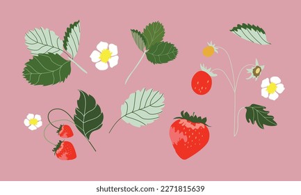 Set of isolated illustrations of strawberries. Red berries, flowers and green leaves. Strawberry. Collection of modern hand drawn vector illustrations for web, print design.