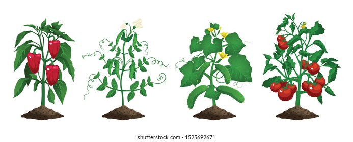 Set with isolated images of cucumber peas pepper tomato plants farming organic vegetables on blank background vector illustration